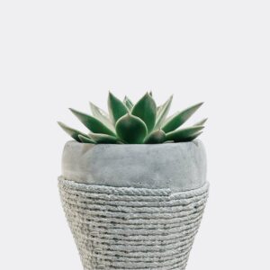 Store plant5 free img